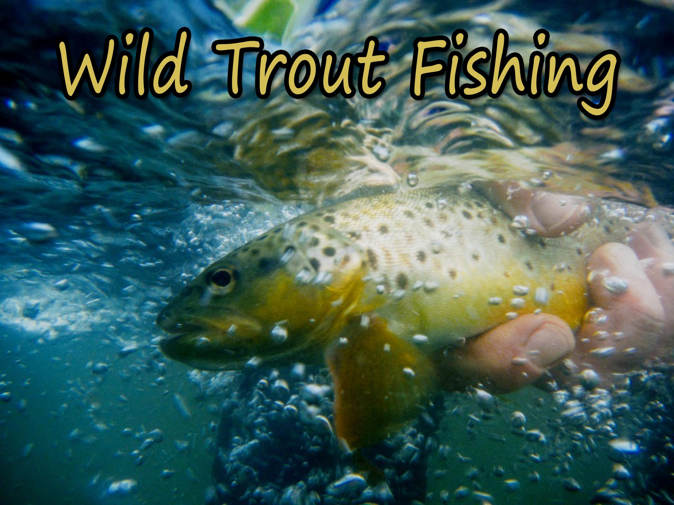Ask Us About Our Native Brook Trout And Wild Brown Trout Trips. Enjoy A Day Out Or An Overnight Packaged Trip