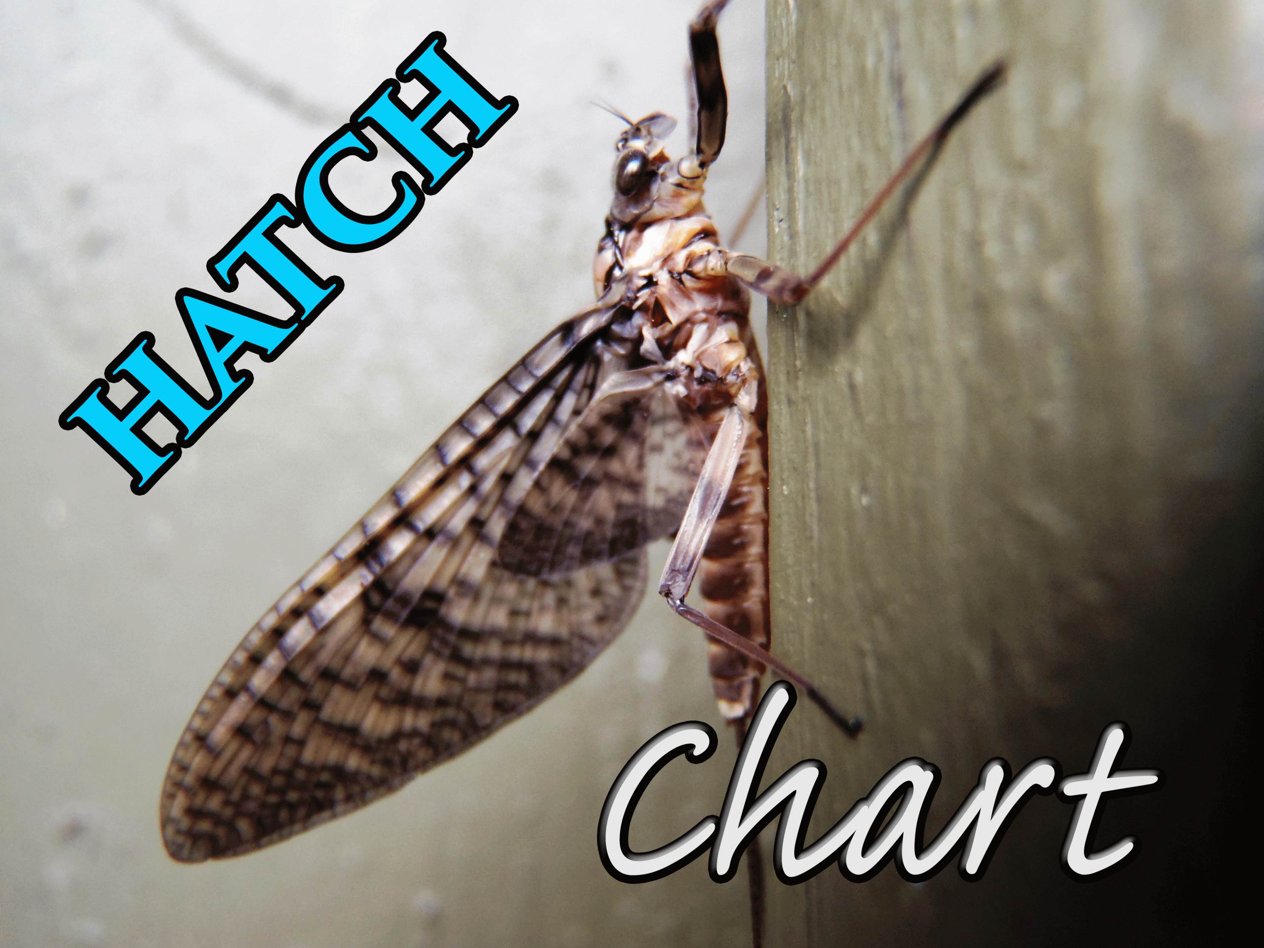 Pennsylvania Hatch Chart. Find Out When The Best Hatches Are Coming Off. Find Out The Water Levels For Penns, Sring, Lehigh River, Tulpehocken, Pine And Many More.